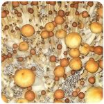 Псилоцибиновые (галлюциногенные) грибы в Ревде Psilocybin "Golden Teacher" Псилоцибиновые (галлюциногенные) грибы в Ревде Psilocybin "Golden Teacher"