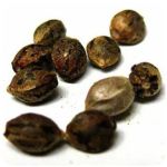 Семена марихуаны АК-47 (Seeds AK-47) в Ревде Семена марихуаны АК-47 (Seeds AK-47) в Ревде